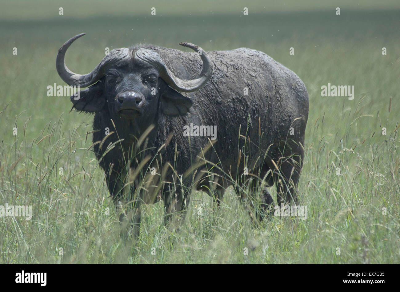 Cape buffalo (Syncerus caffer) in Tanzania. Stock Photo