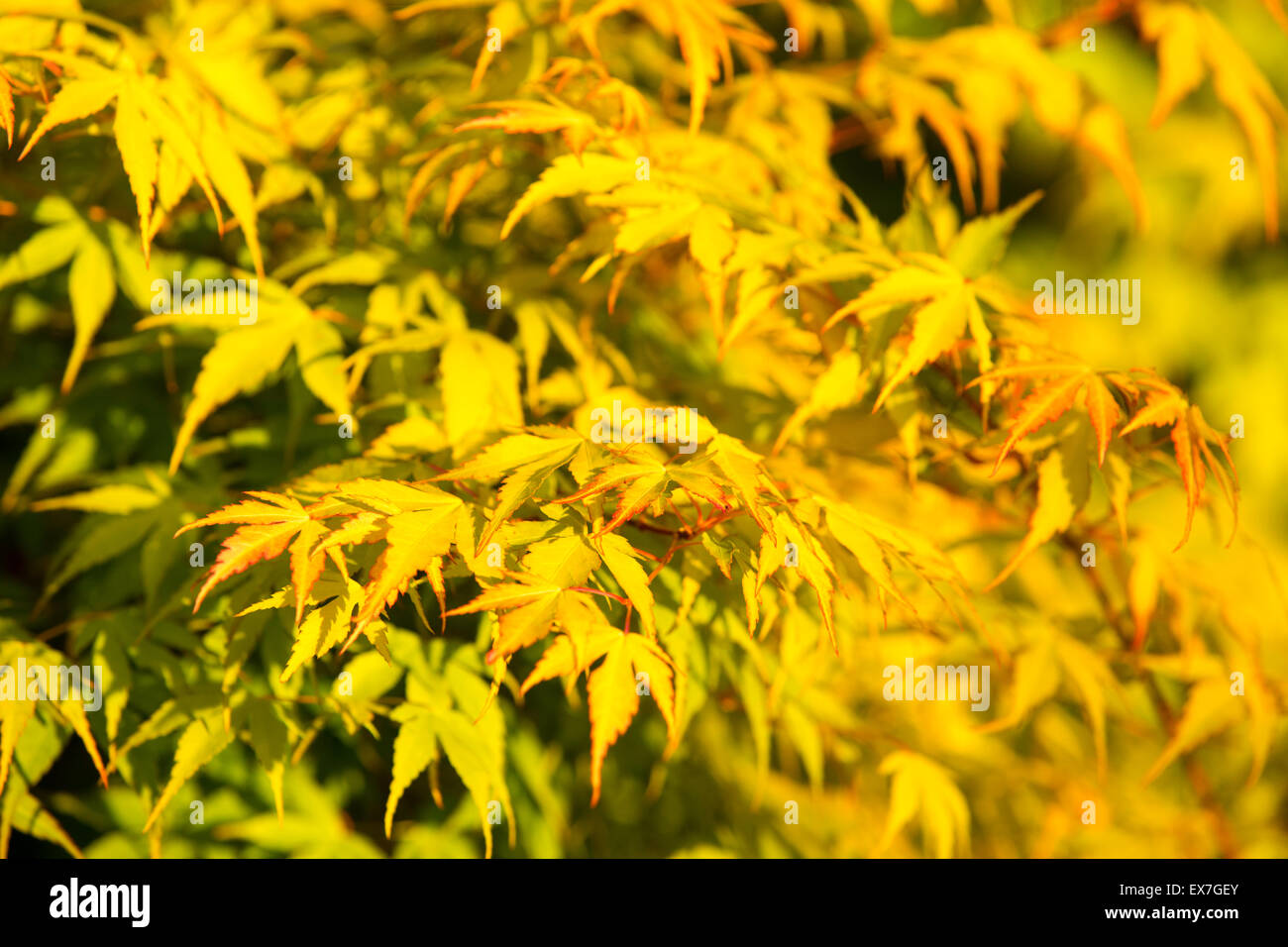 Acer japanese maple hi-res stock photography and images - Alamy