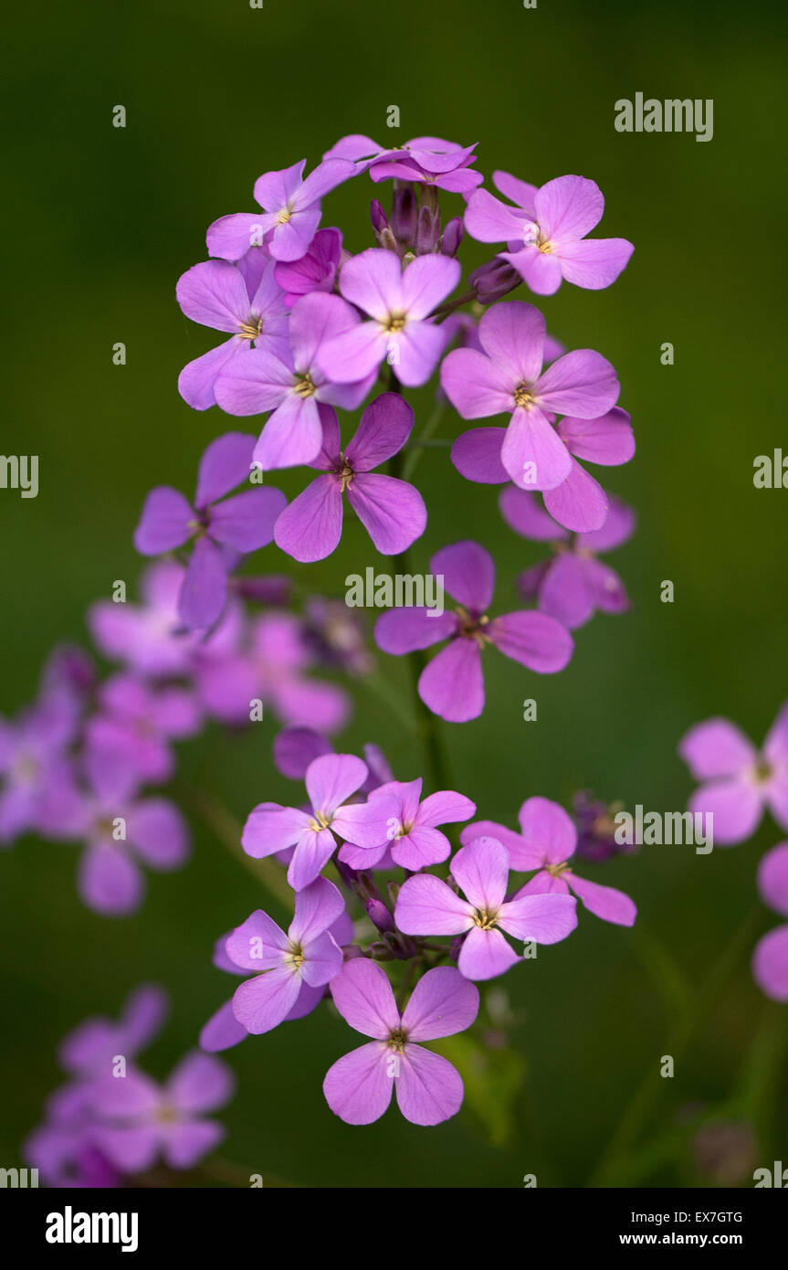 Dame's rocket, Hesperis matronalis, is a herbaceous plant species in the mustard family Stock Photo