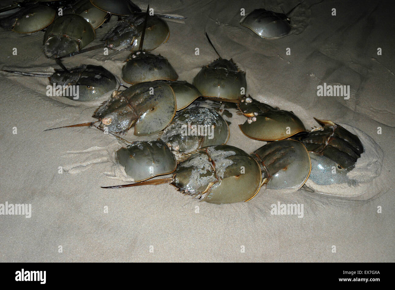 horseshoe crab spawning Stock Photo Alamy