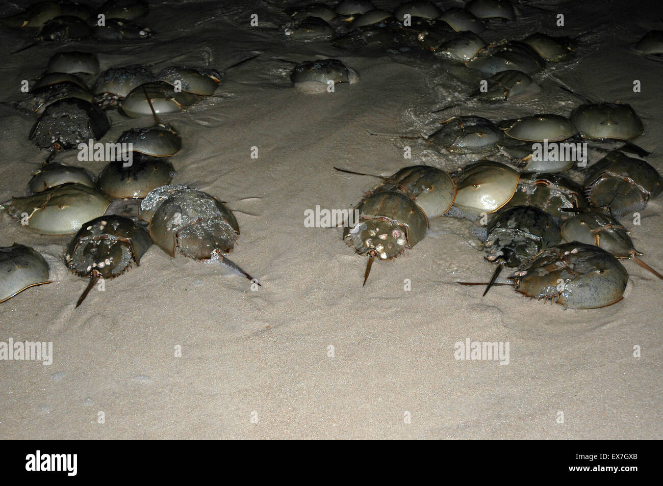 horseshoe crab spawning Stock Photo Alamy