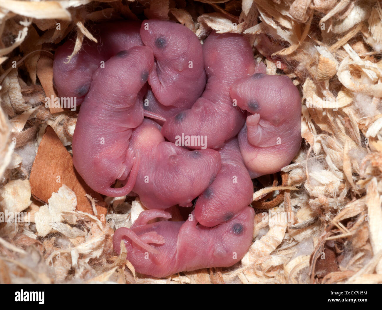 newborn mouse