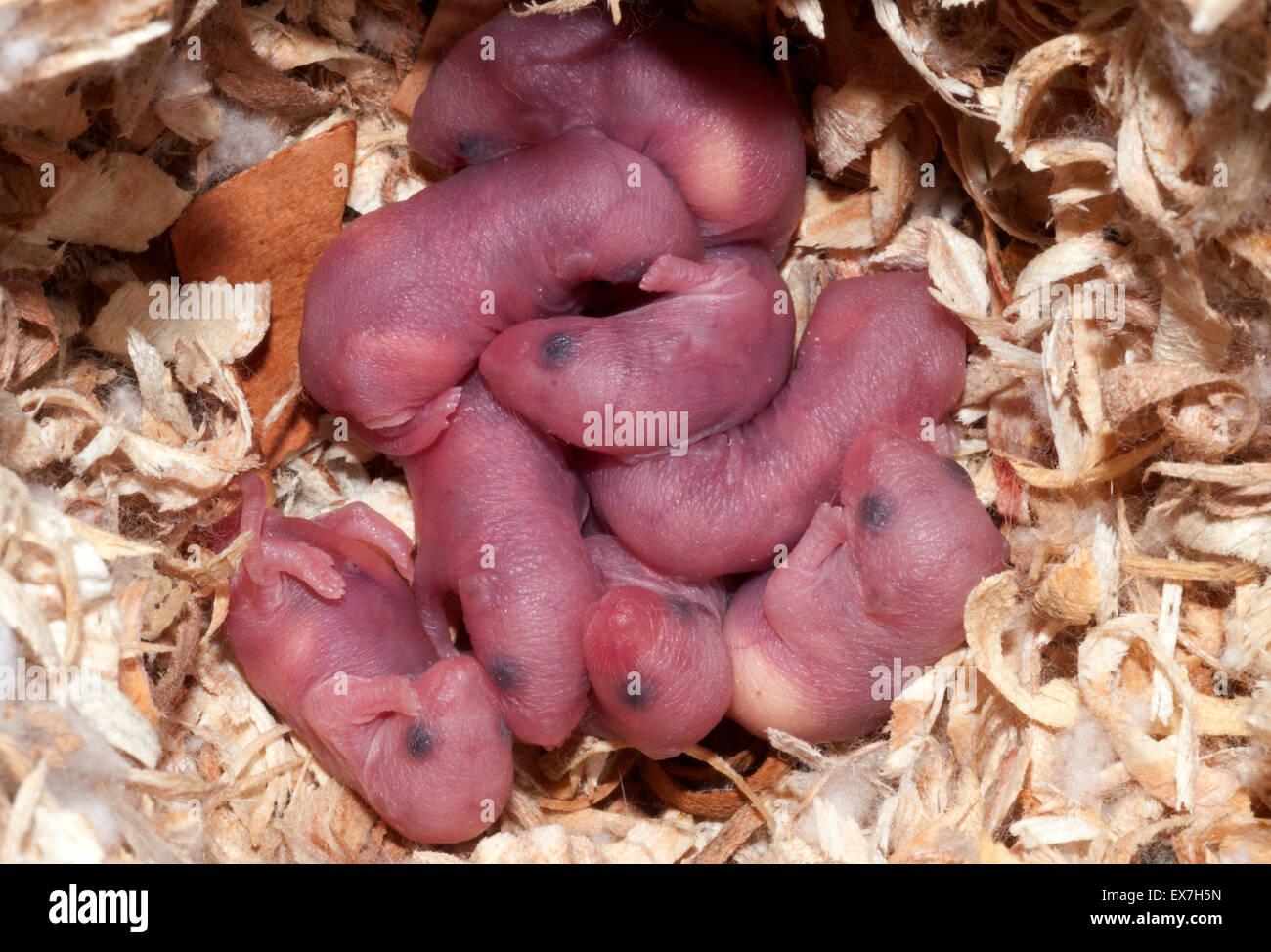 Newborn Baby White Mice Stock Photo Alamy