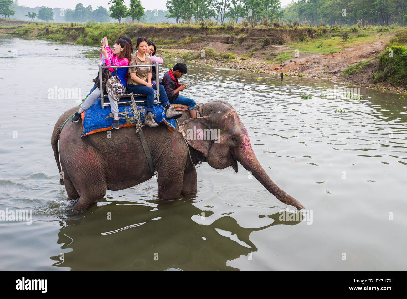 CHITWAN, NEPAL-MARCH 27: Elephant safari 27, 2015 in Chitwan, Nepal ...