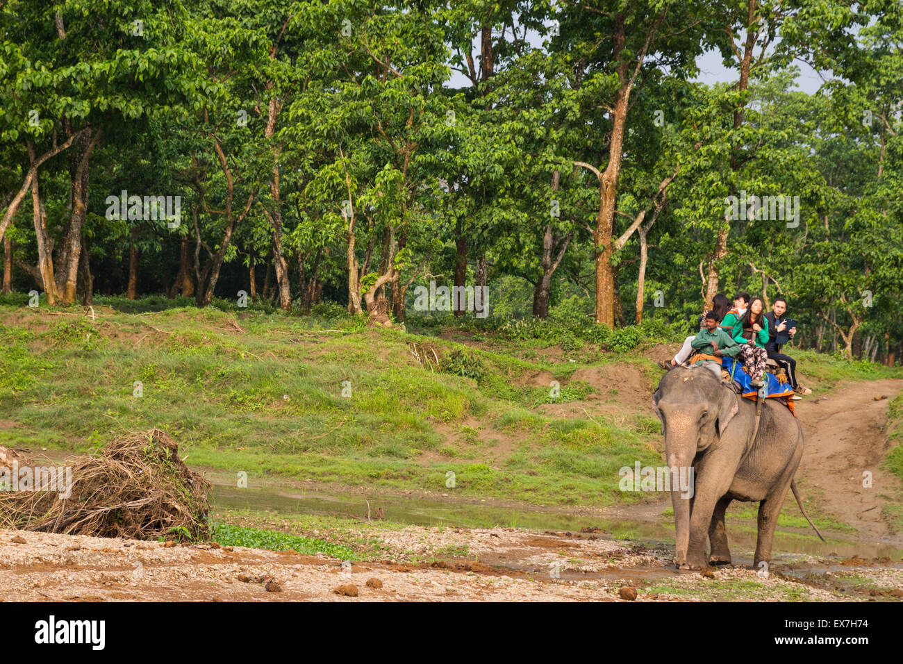 Elephant rider nepal hi-res stock photography and images - Alamy