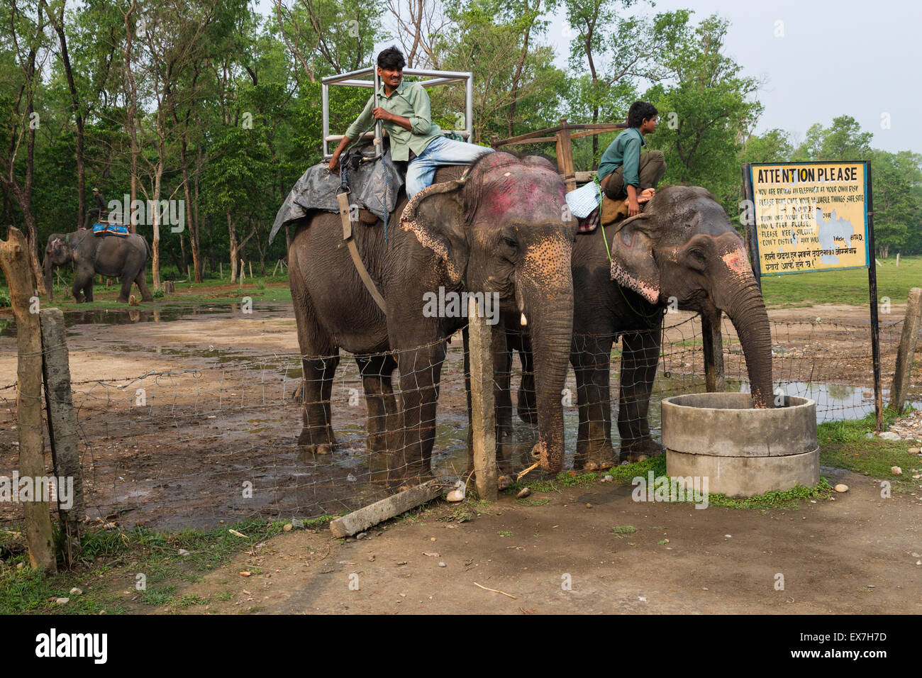 CHITWAN, NEPAL-MARCH 27: Elephant safari 27, 2015 in Chitwan, Nepal ...