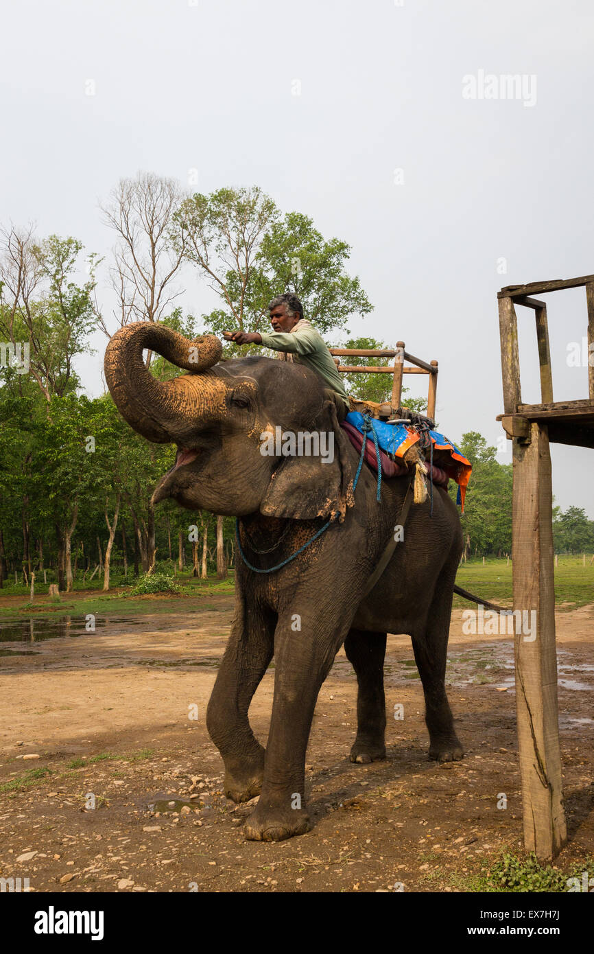 CHITWAN, NEPAL-MARCH 27: Elephant safari 27, 2015 in Chitwan, Nepal ...