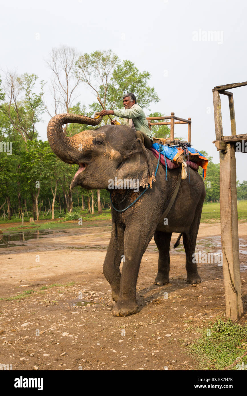 CHITWAN, NEPAL-MARCH 27: Elephant safari 27, 2015 in Chitwan, Nepal ...