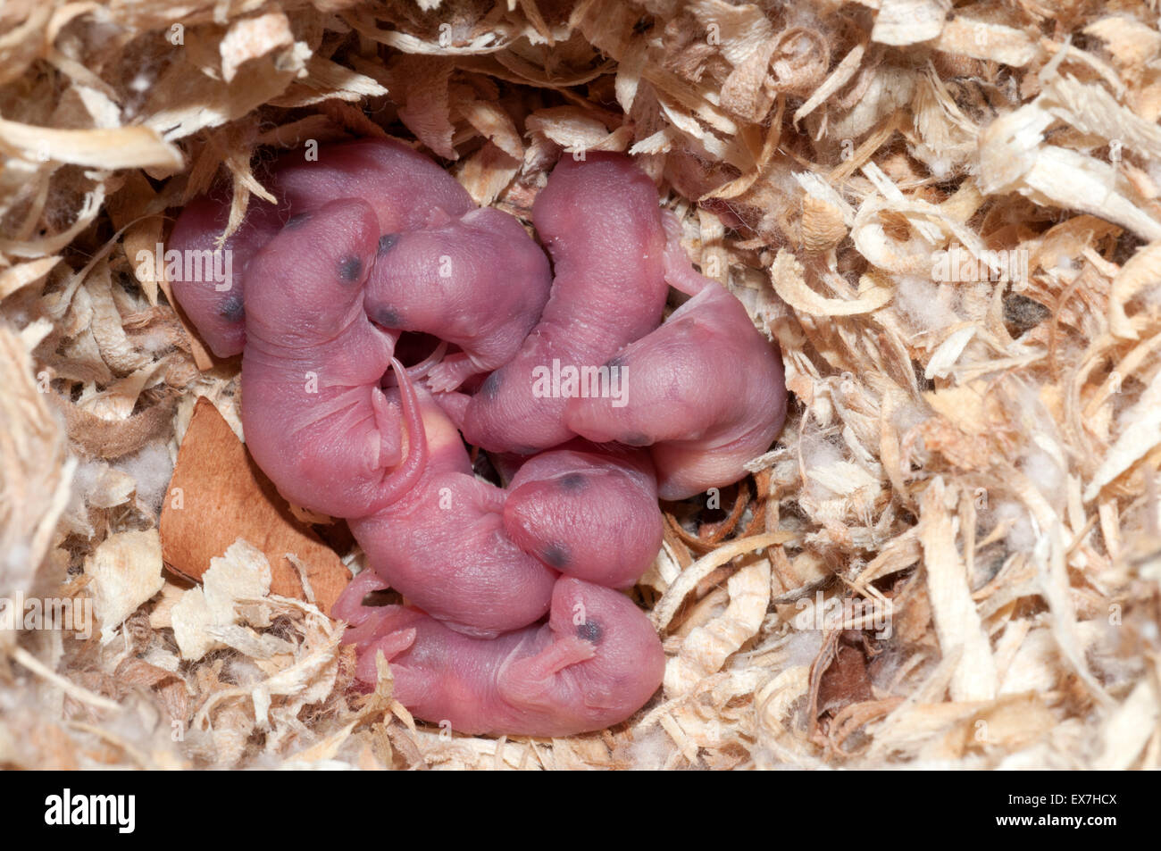 newborn mouse