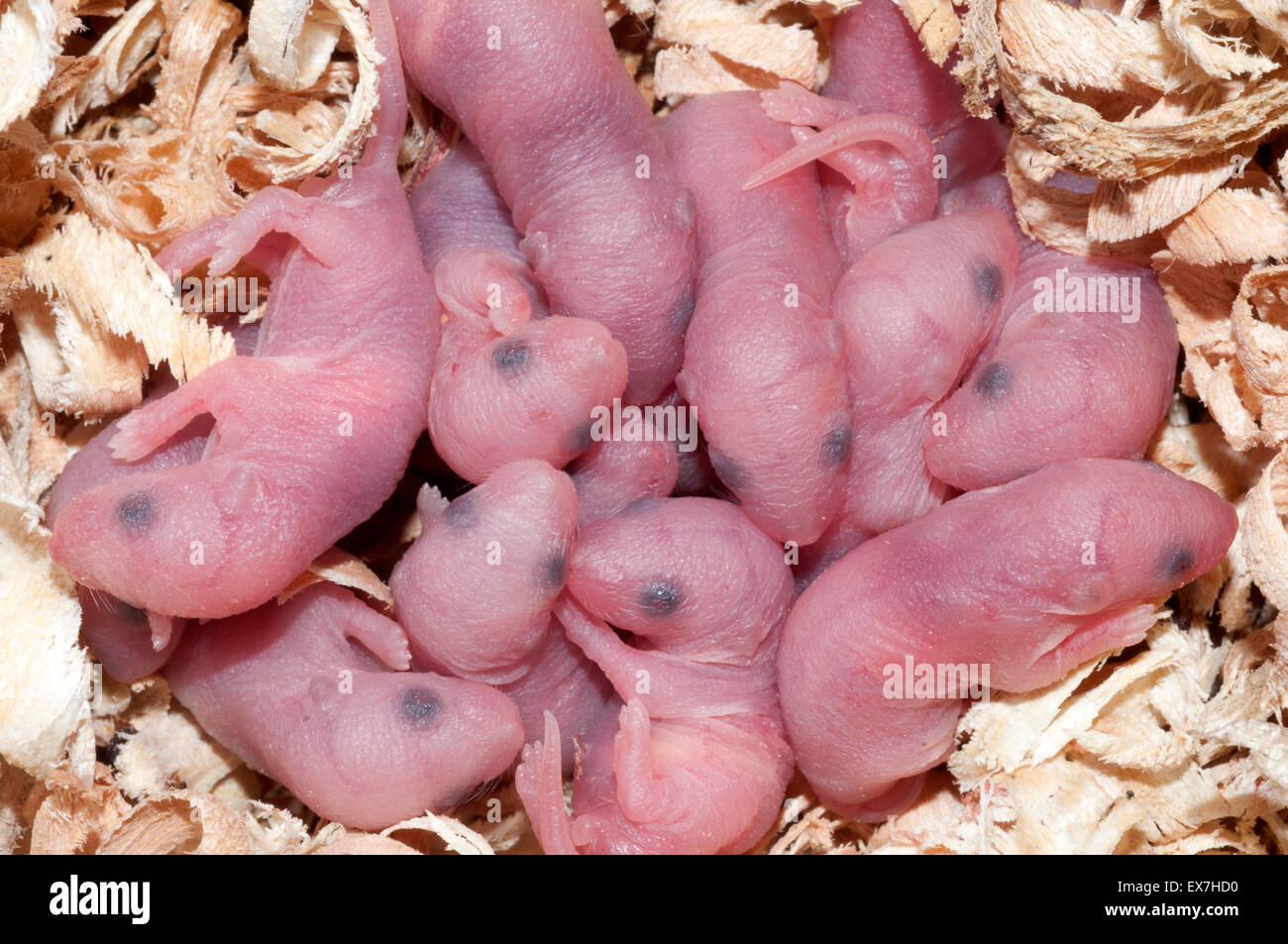 Newborn Baby White Mice High Resolution Stock Photography And Images Alamy