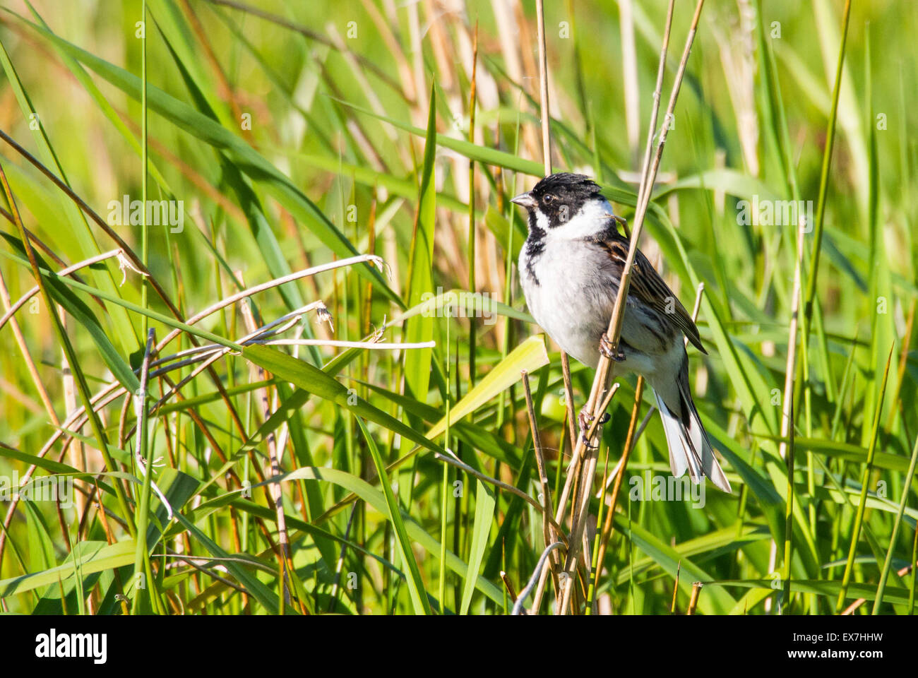 A male Reed Bunting (Emberiza schoeniclus) on a song perch in Ambleside, Cumbria, UK. Stock Photo