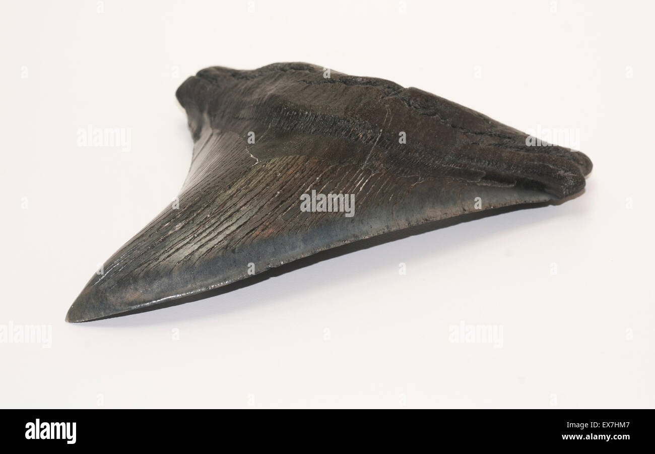 Fossilized White Shark tooth Stock Photo