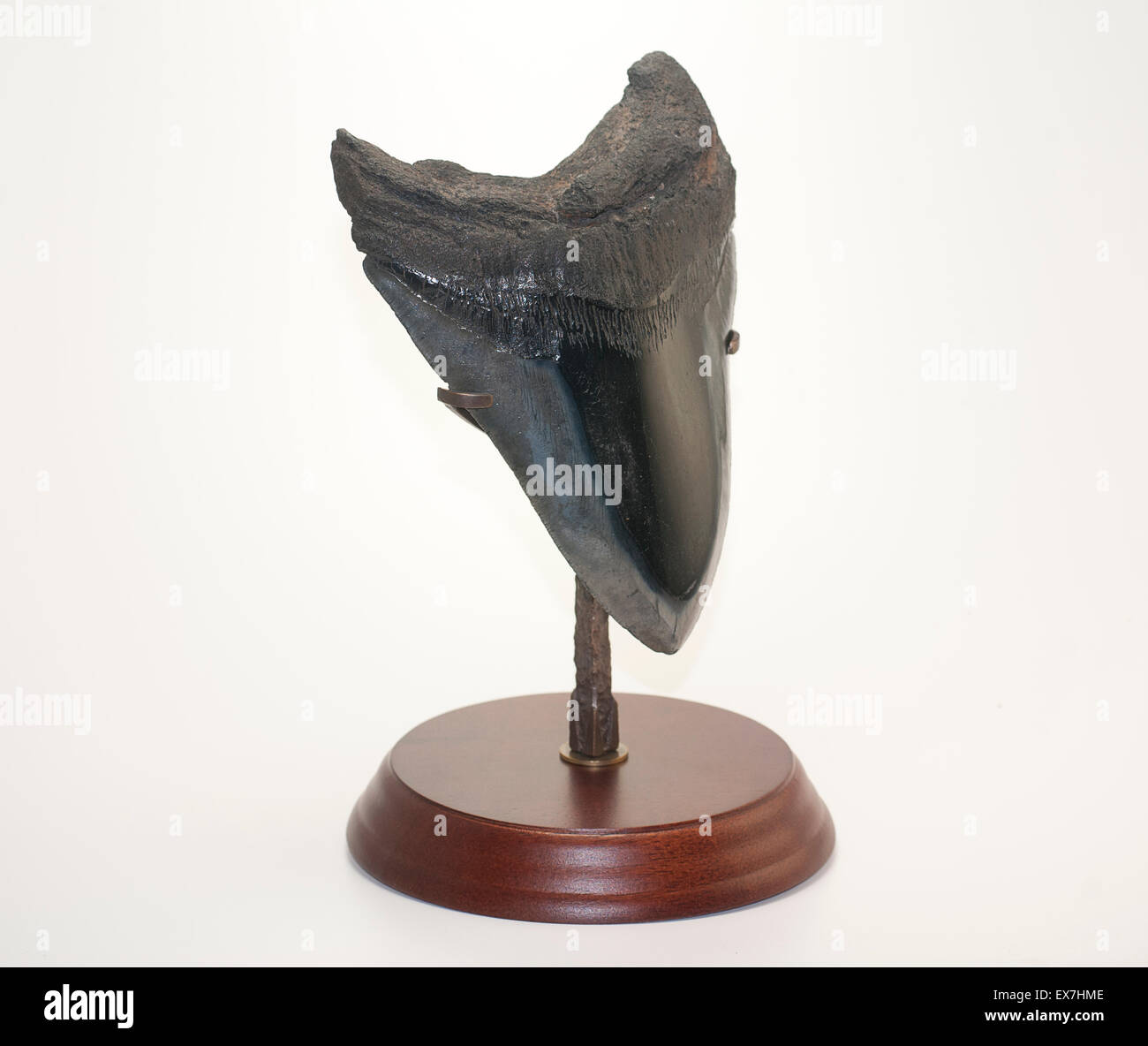 Fossilized White Shark tooth Stock Photo