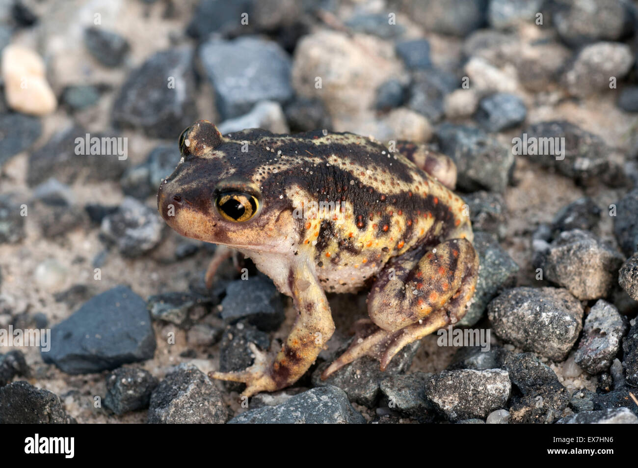 Eastern spadefoot toad, Scaphiopus holbrookii. Stock Photo