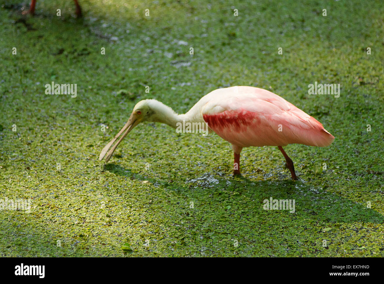 Roseate Spoonbill, Platalea ajaja Stock Photo