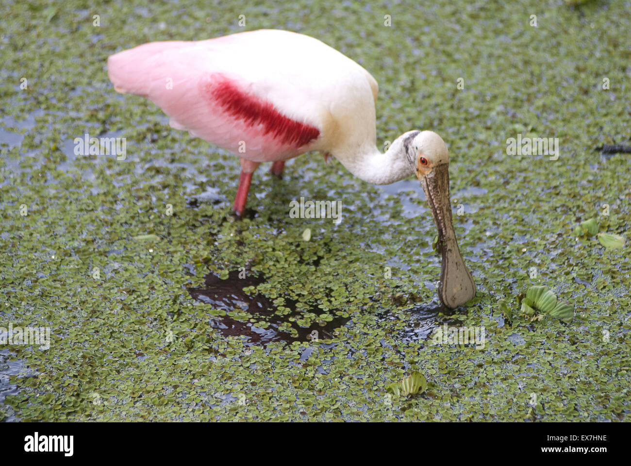 Roseate Spoonbill, Platalea ajaja Stock Photo