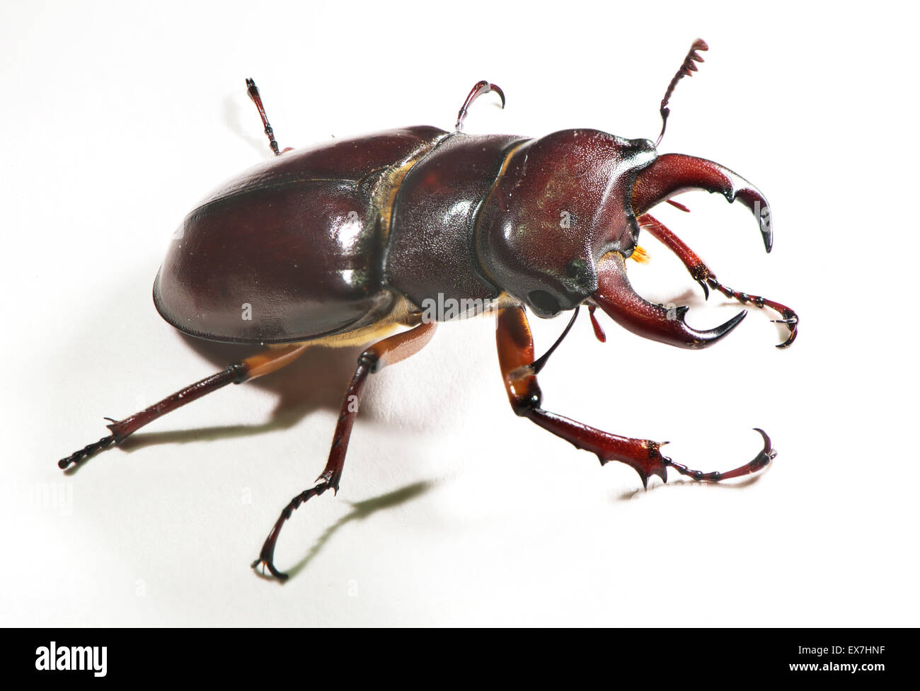 Lucanus capreolus, the reddish-brown stag beetle. Stock Photo