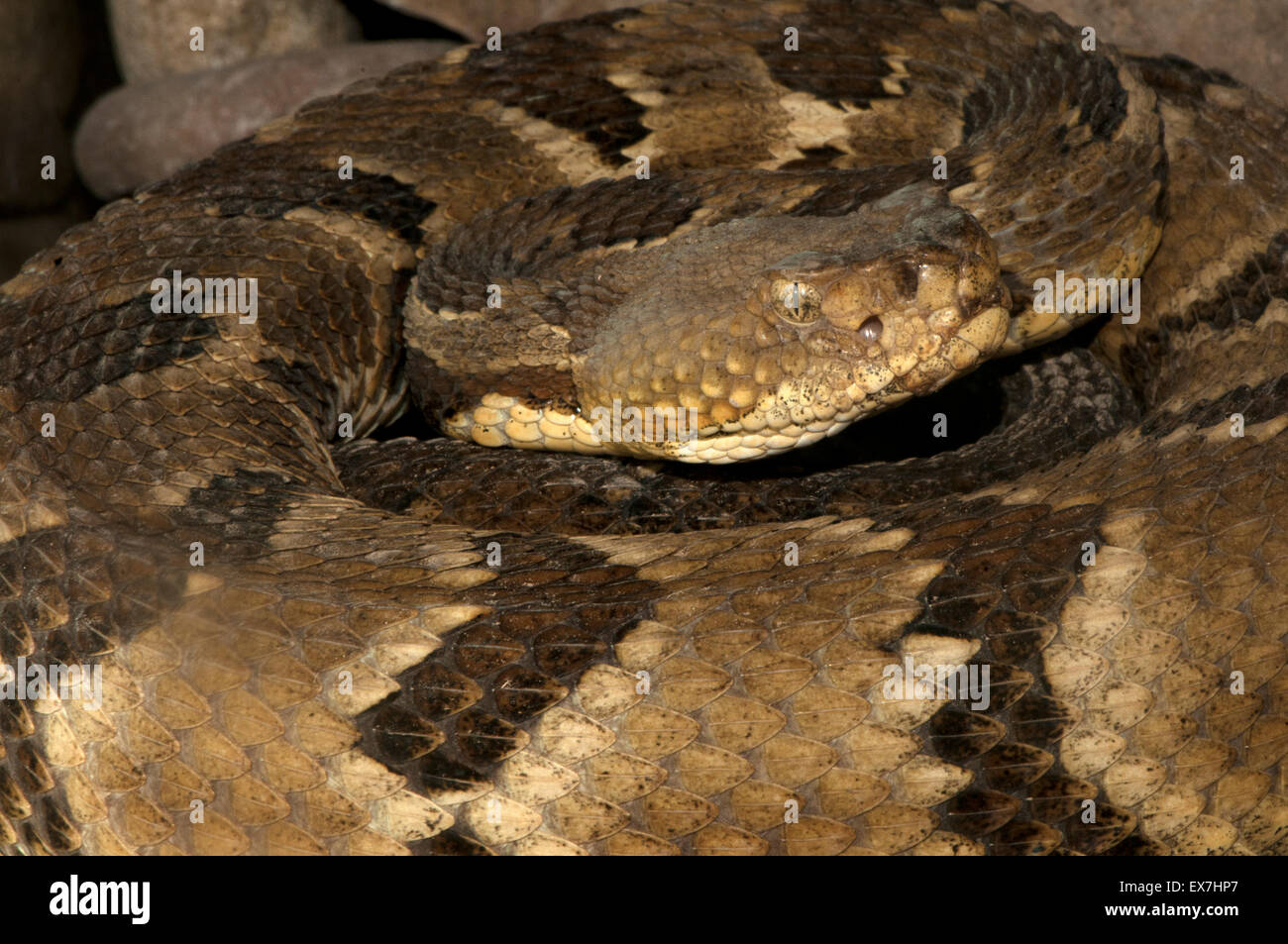 Crotalus horridus, commonly known as timber rattlesnake. Stock Photo