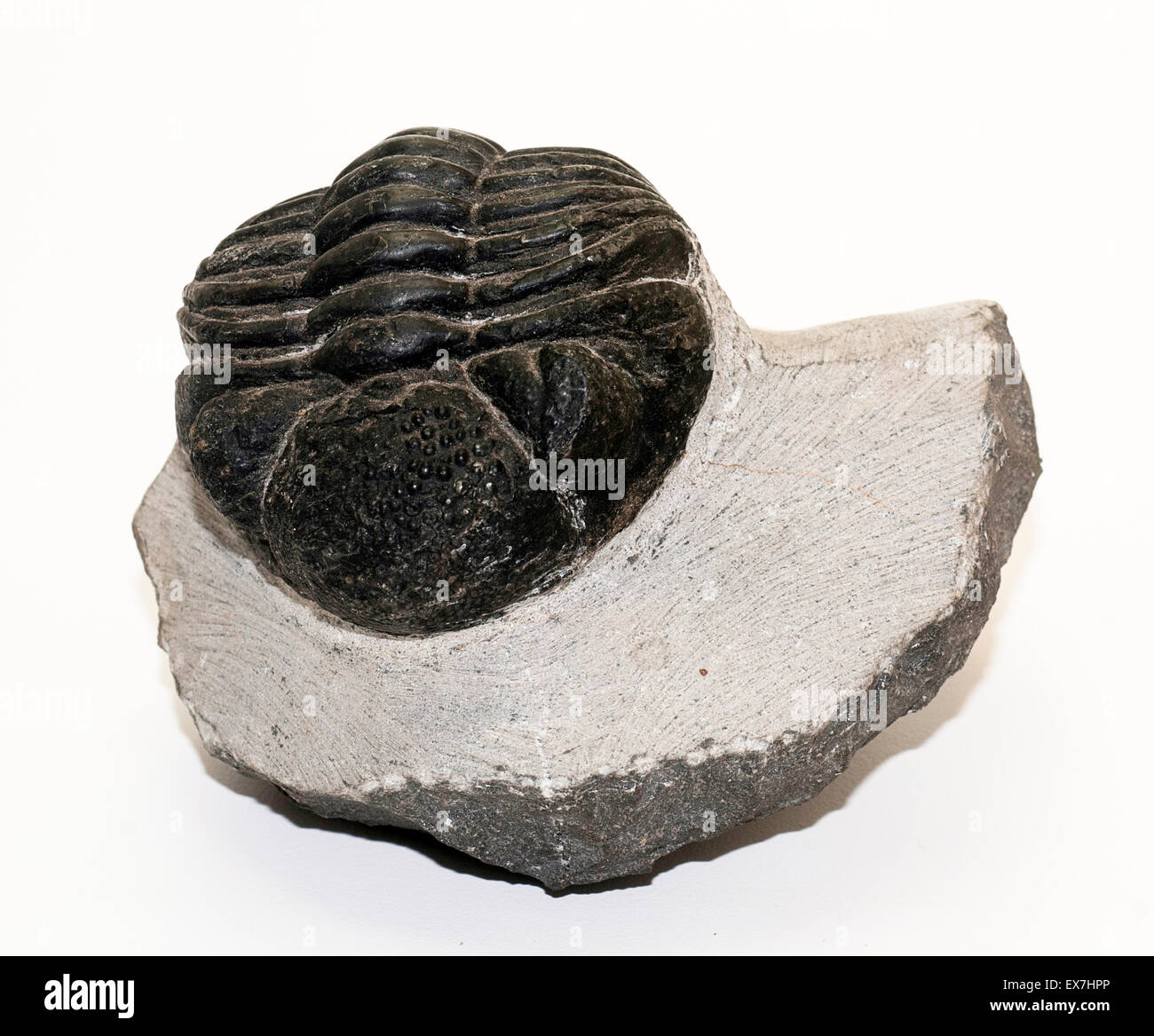 Trilobite fossil, Drotops megalomanicus, from Morocco Stock Photo