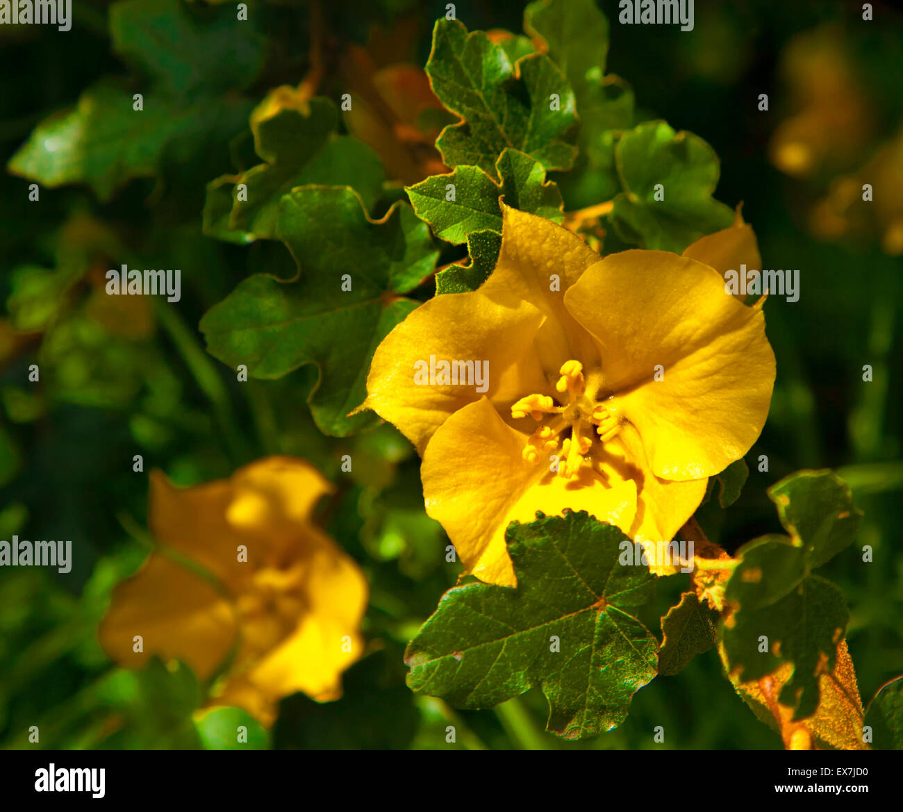 yellow flower, spring background with sunshine Stock Photo Alamy