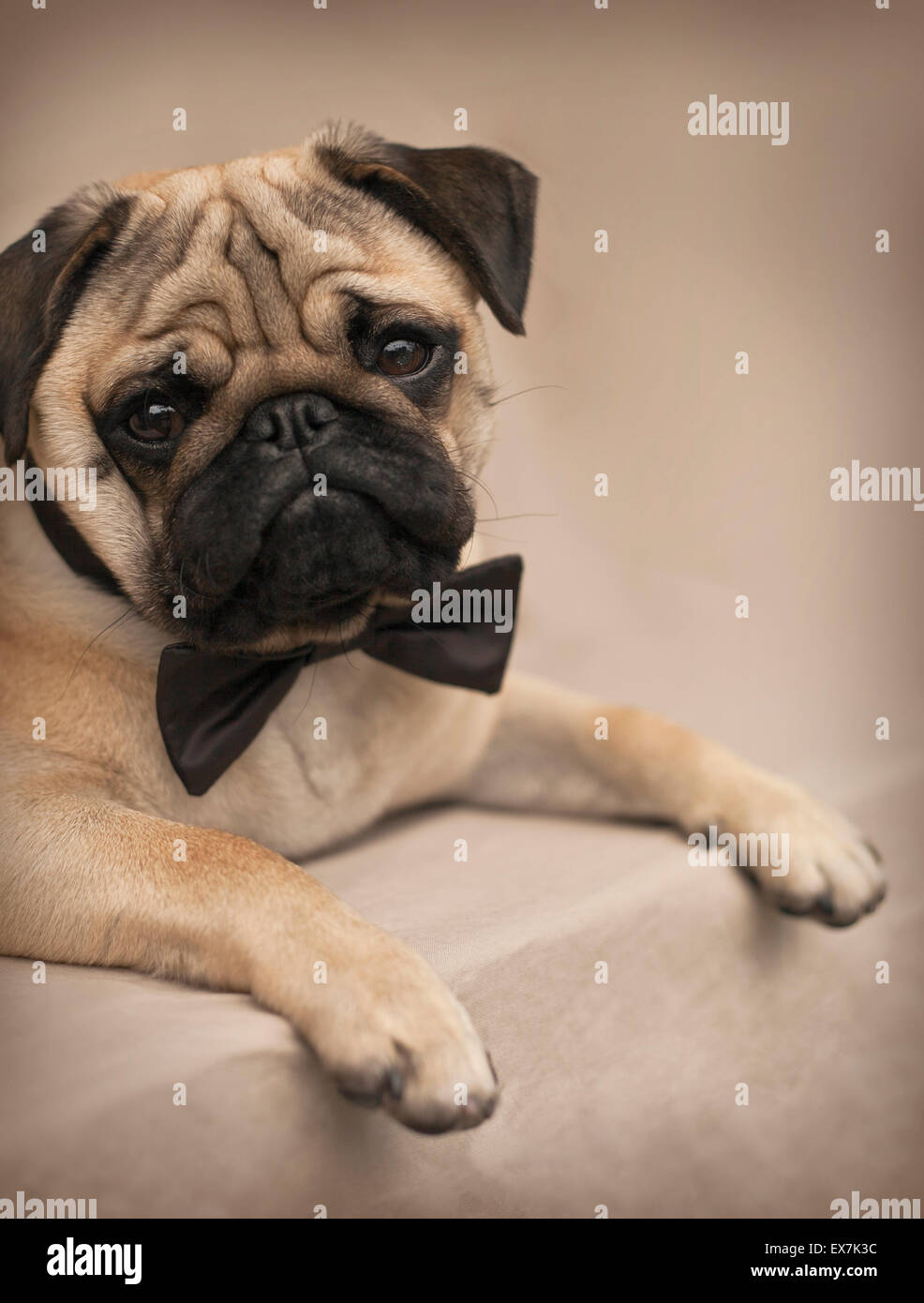 Portrait of a Beautiful male Pug puppy with a bow laying down Stock ...