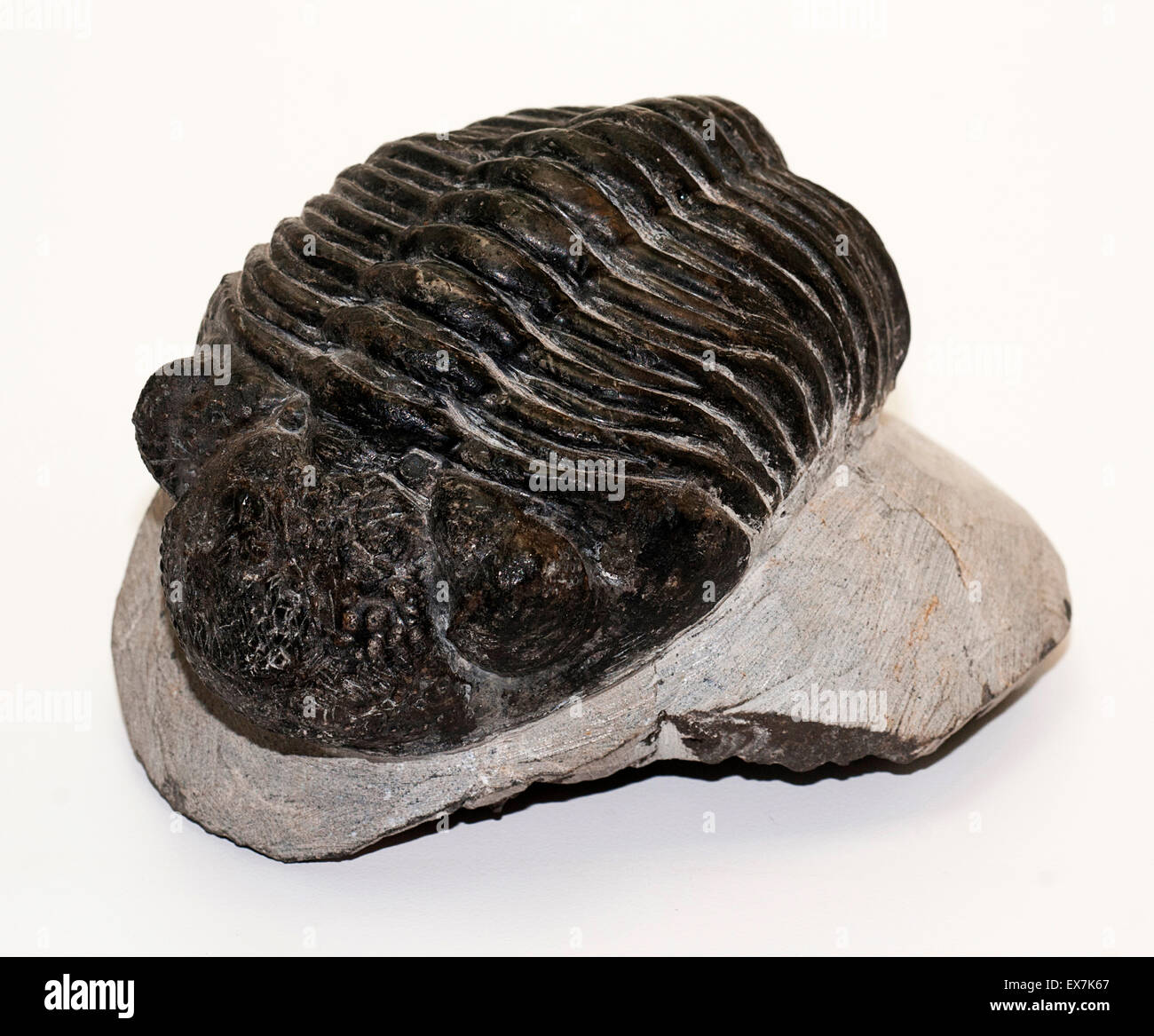 Trilobite fossil, Drotops megalomanicus, from Morocco Stock Photo