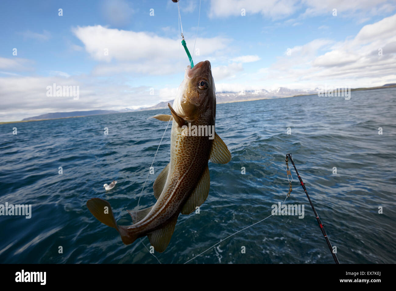 catching cod seafishing on a charter boat Reykjavik iceland Stock Photo