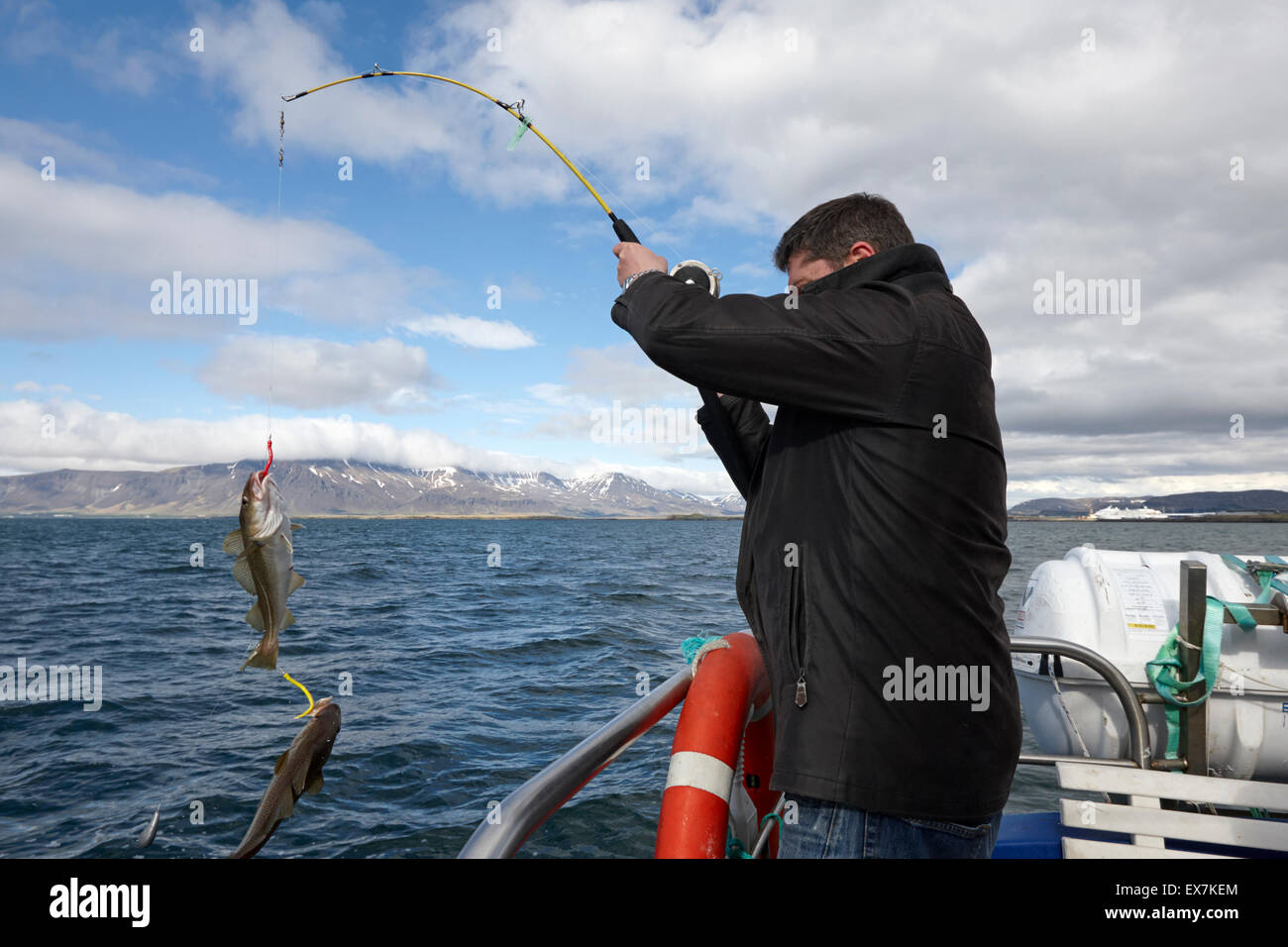 man catching cod seafishing on a charter boat Reykjavik iceland Stock Photo