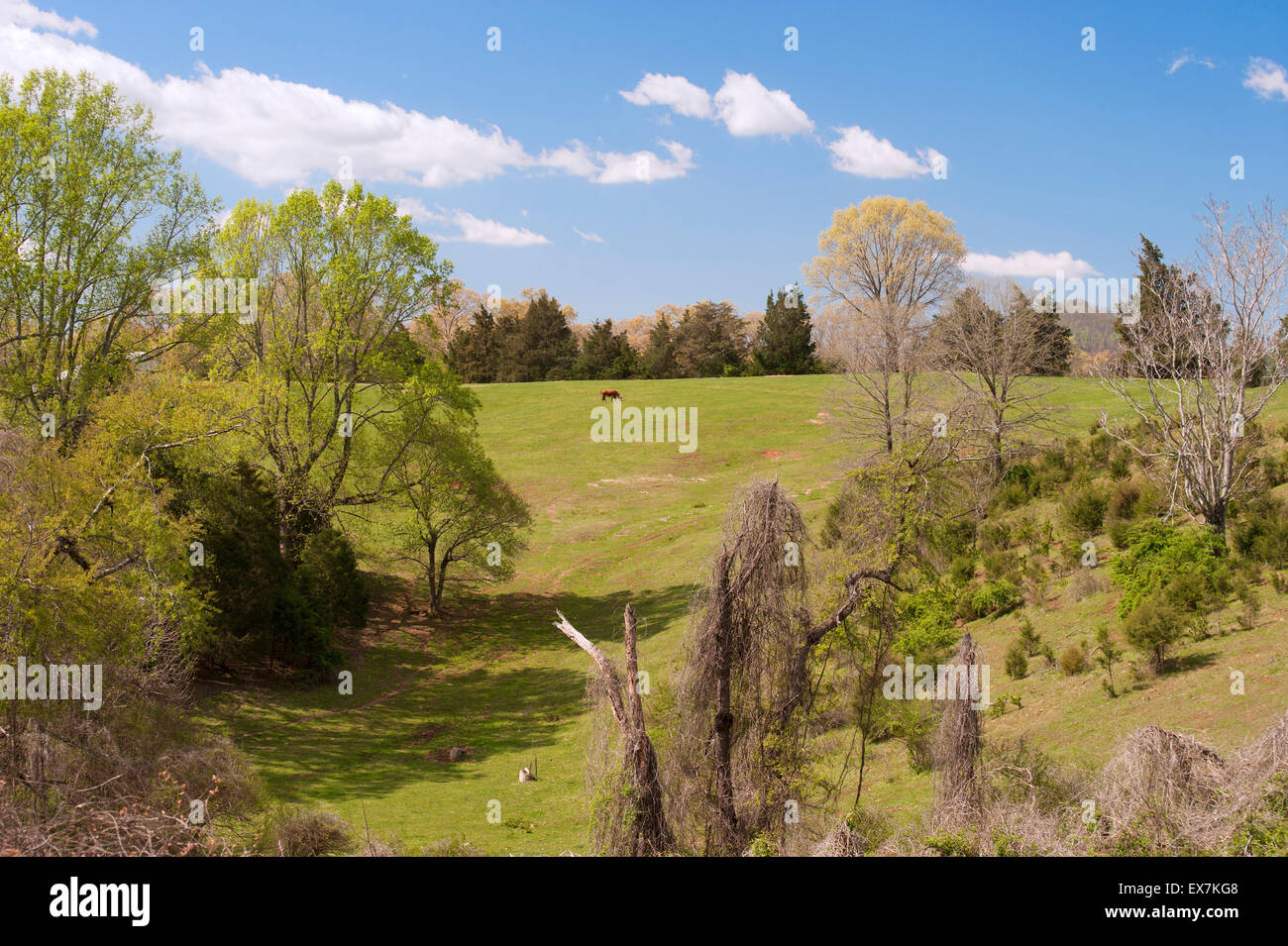 single cow stock photos & single cow stock images - alamy