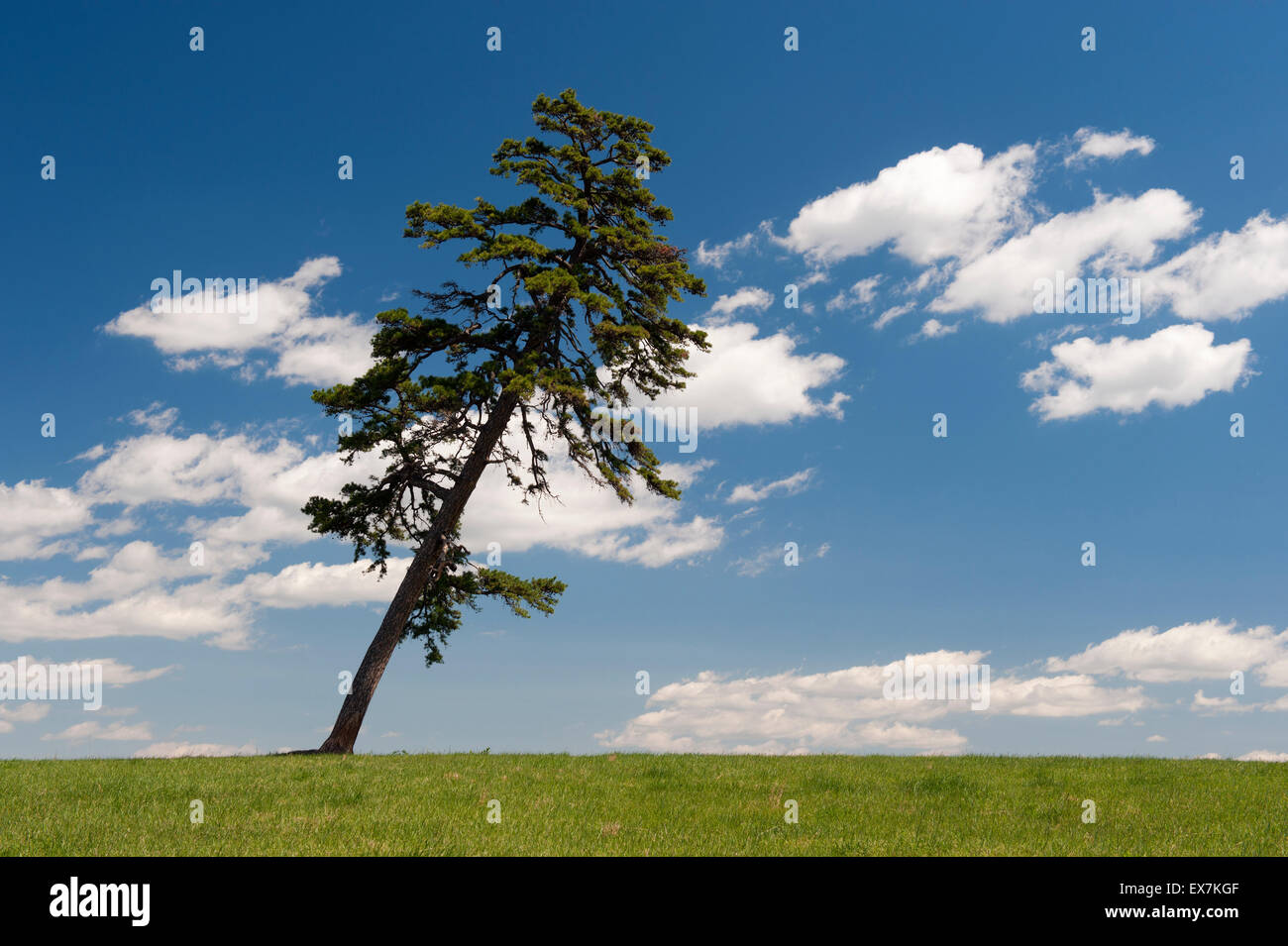 Lone pine tree in a field. Stock Photo