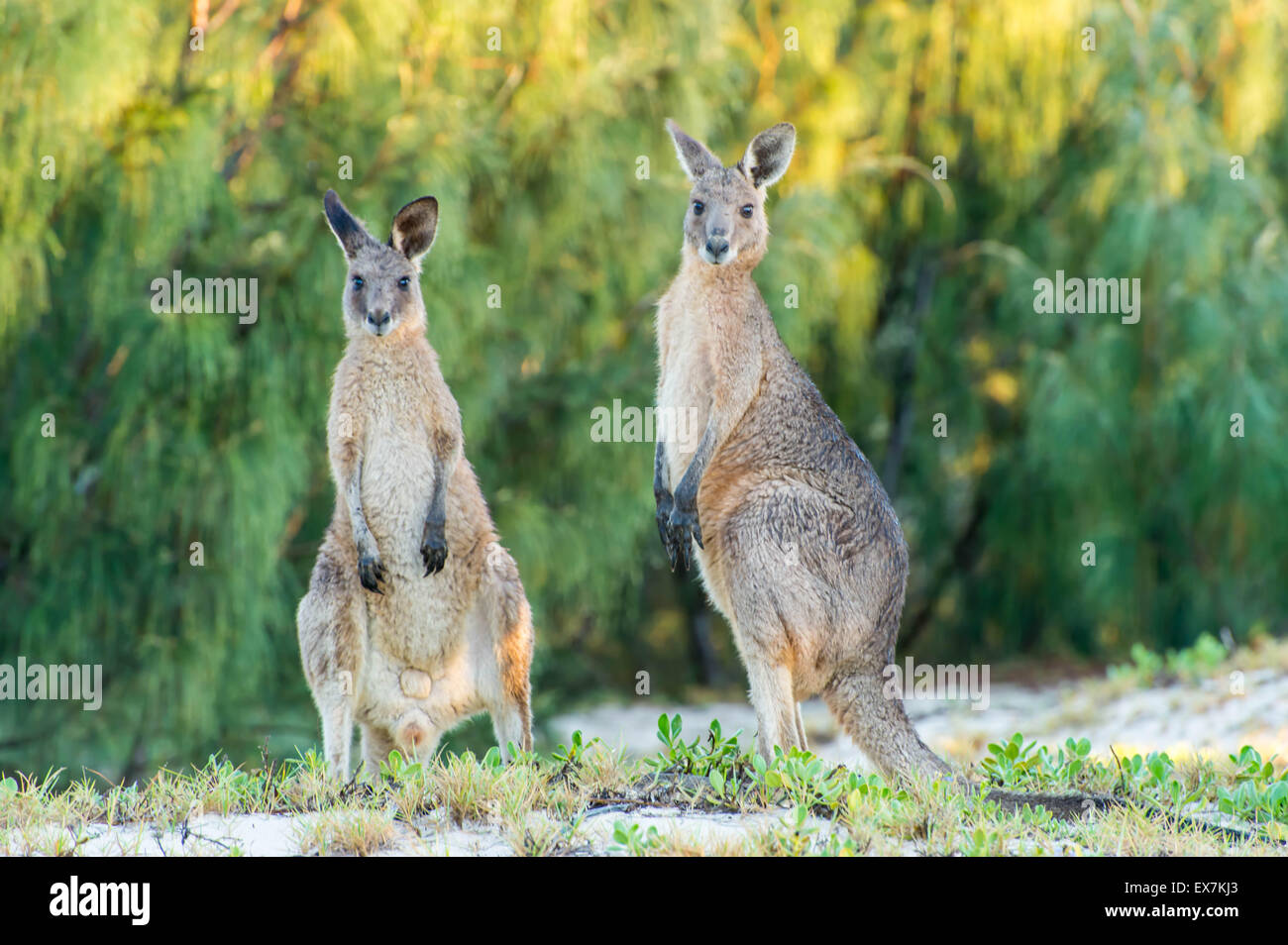 female kangaroo among coastal scrub Stock Photo