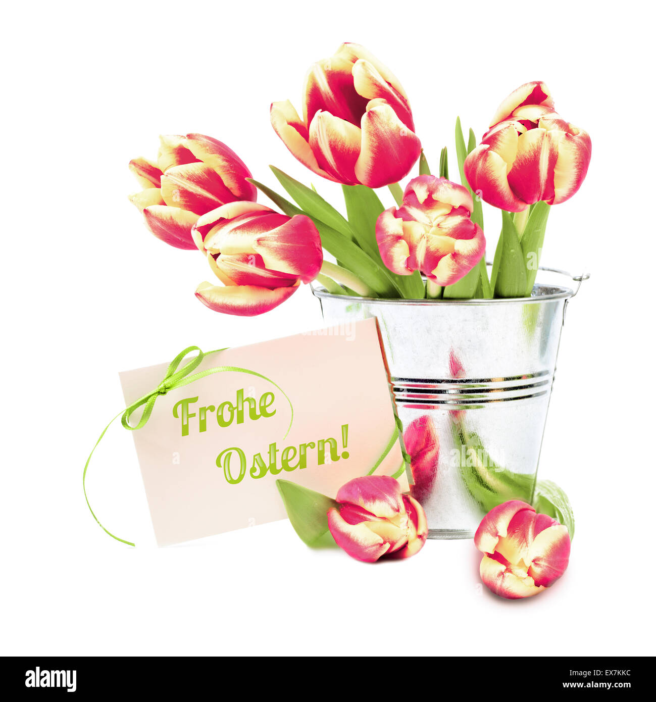 Red stripy tulips in shiny tin backet and greeting card 'Frohe Ostern!' ('Happy Easter' in German) on white background Stock Photo