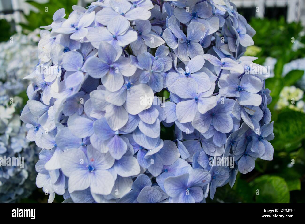 Purple hydrangea flowers Stock Photo - Alamy