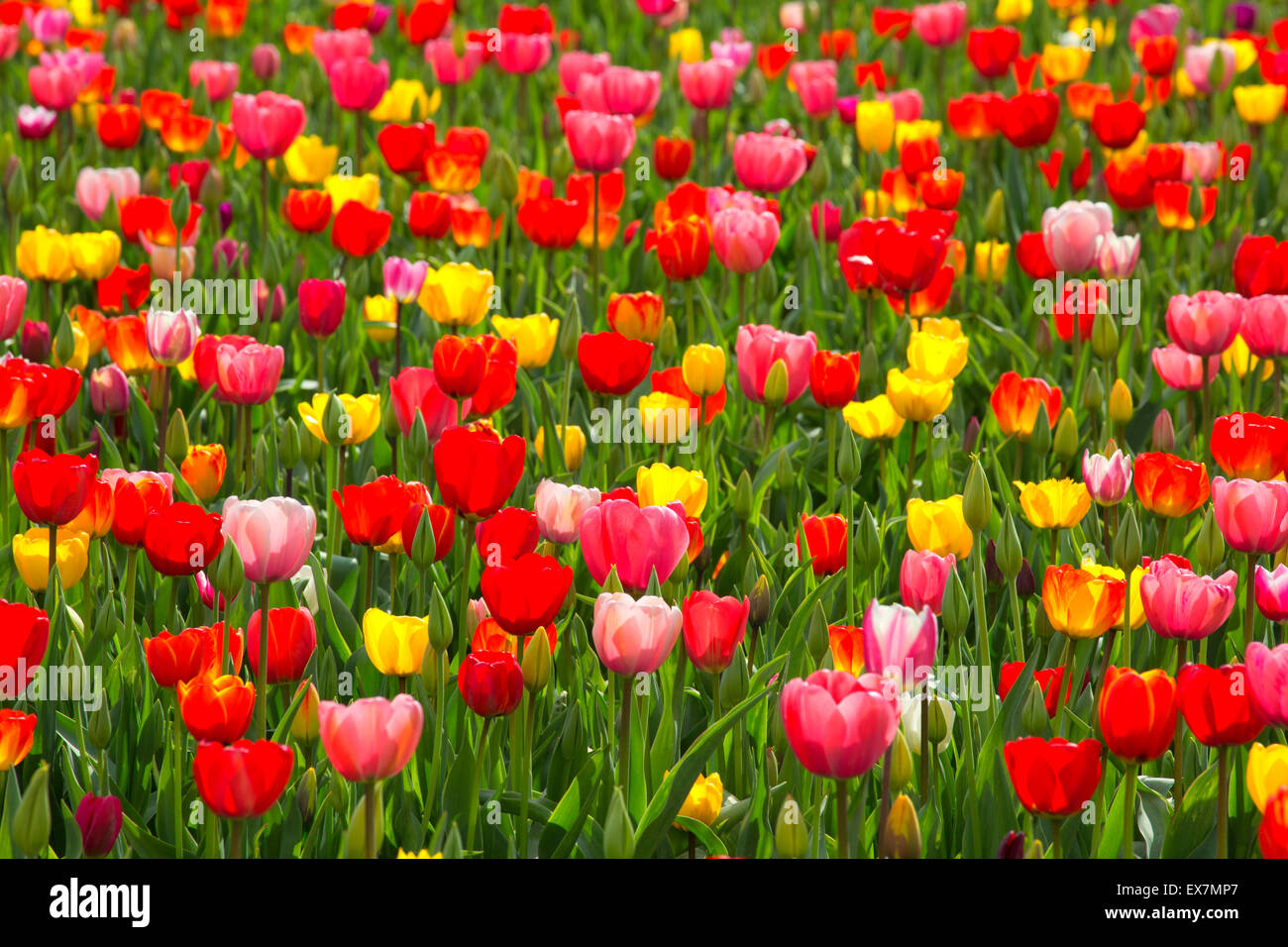 Tulip field, Holland America Bulb Farm, Woodland, Washington Stock Photo Alamy