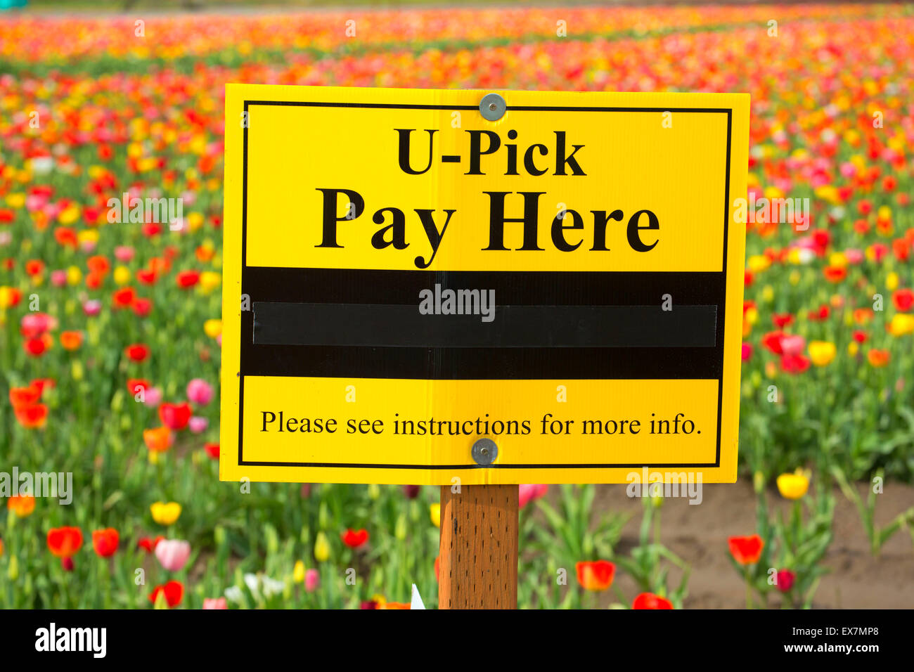 Tulip field, Holland America Bulb Farm, Woodland, Washington Stock Photo Alamy
