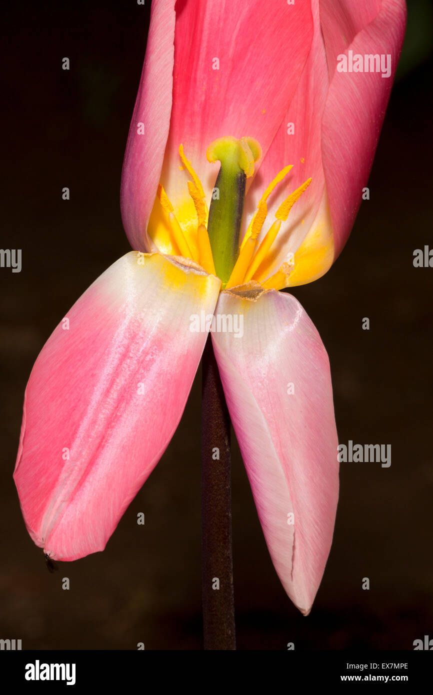 Light and Dreamy tulip, Holland America Bulb Farm, Woodland, Washington Stock Photo Alamy