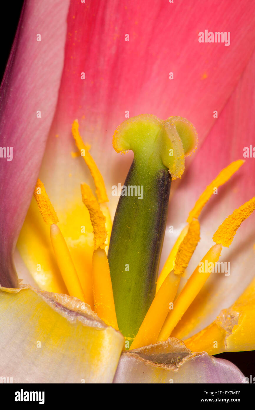 Light and Dreamy tulip, Holland America Bulb Farm, Woodland, Washington Stock Photo Alamy