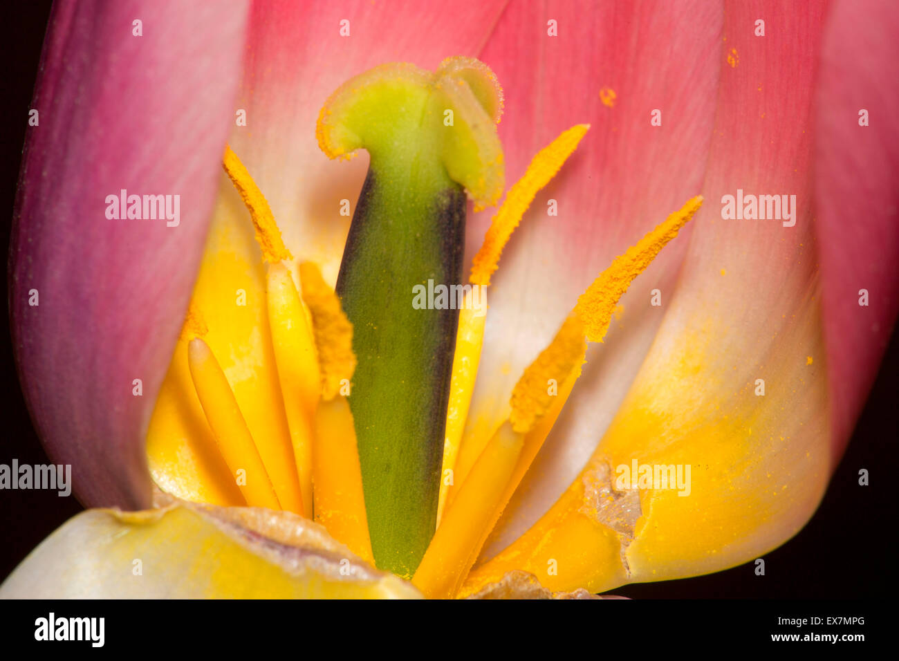 Tulip holland hires stock photography and images Alamy