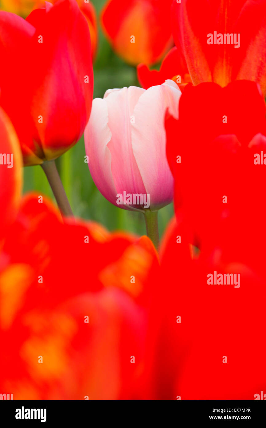 Tulips, Holland America Bulb Farm, Woodland, Washington Stock Photo Alamy