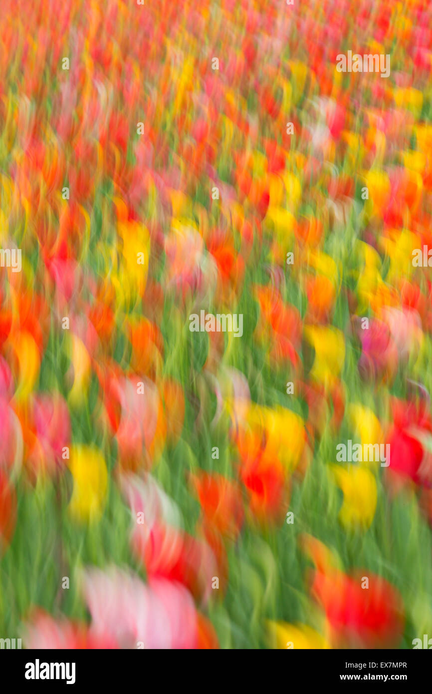 Tulip blur, Holland America Bulb Farm, Woodland, Washington Stock Photo Alamy