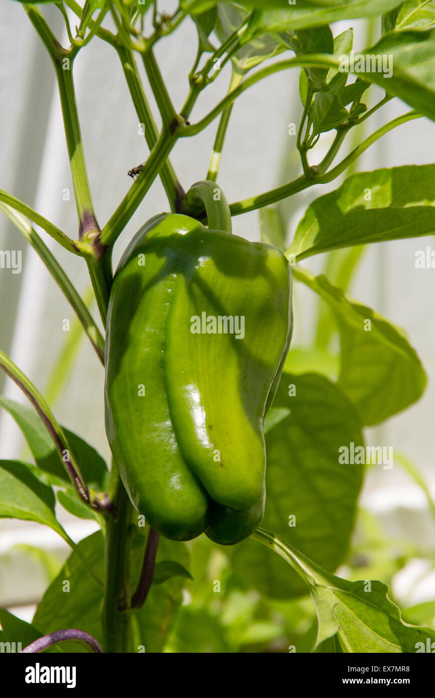Green bell pepper growing Stock Photo Alamy