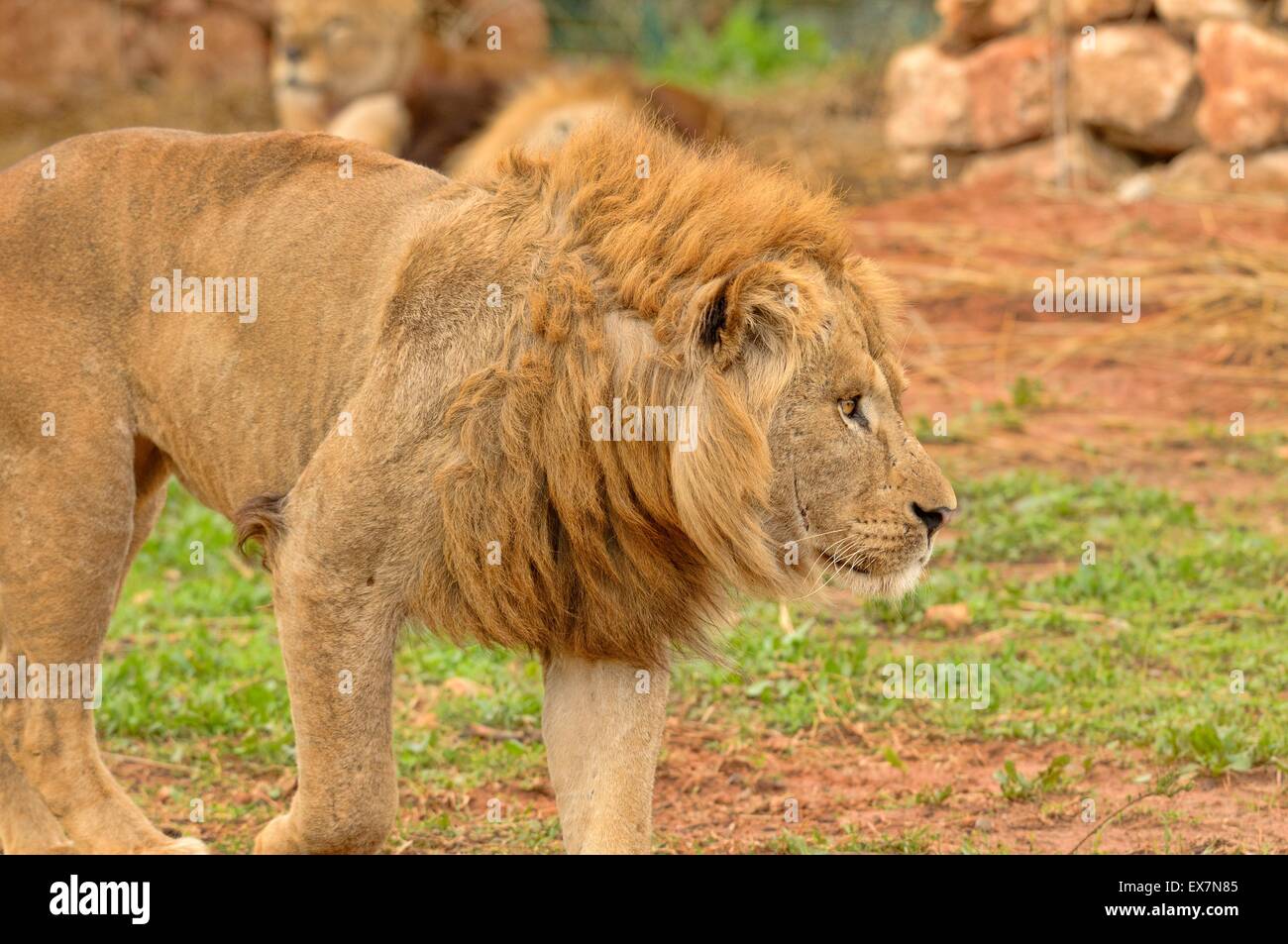 Barbary Lion, Panthera leo, Rabat Zoo, Morocco, male Stock Photo Alamy