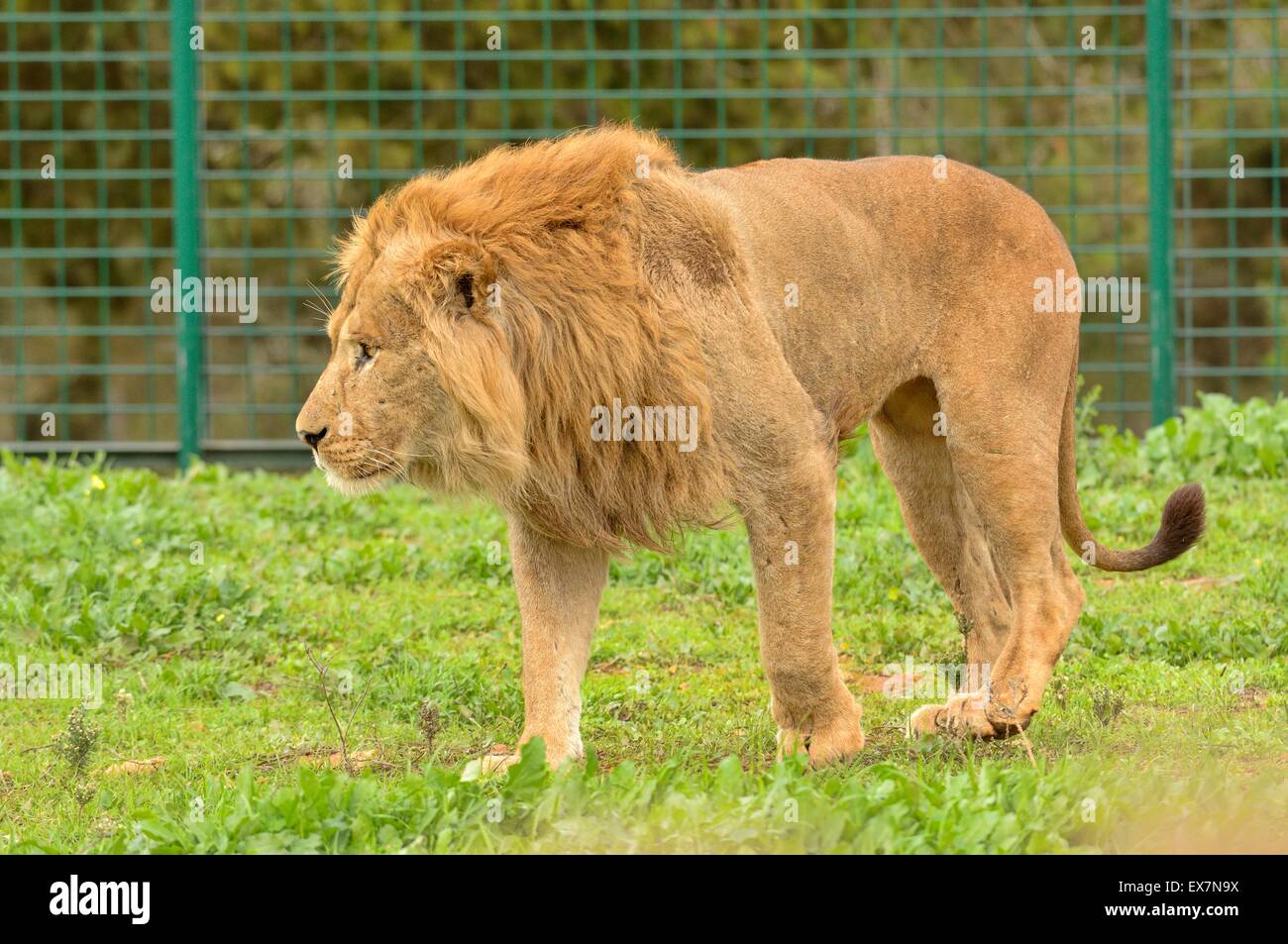 Barbary Lion, Panthera leo, Rabat Zoo, Morocco, male Stock Photo Alamy