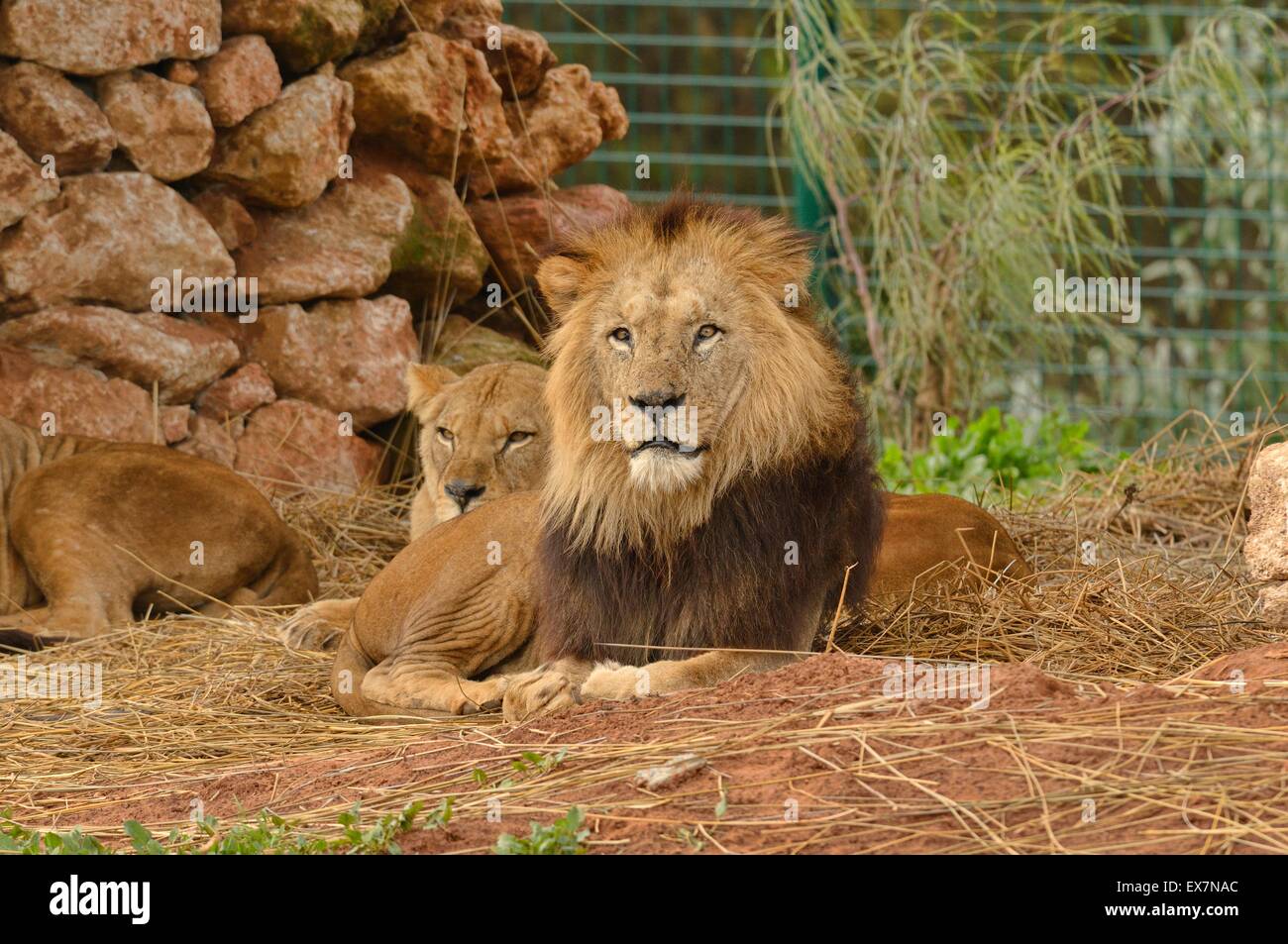Barbary Lion, Panthera leo, Rabat Zoo, Morocco, male Stock Photo Alamy