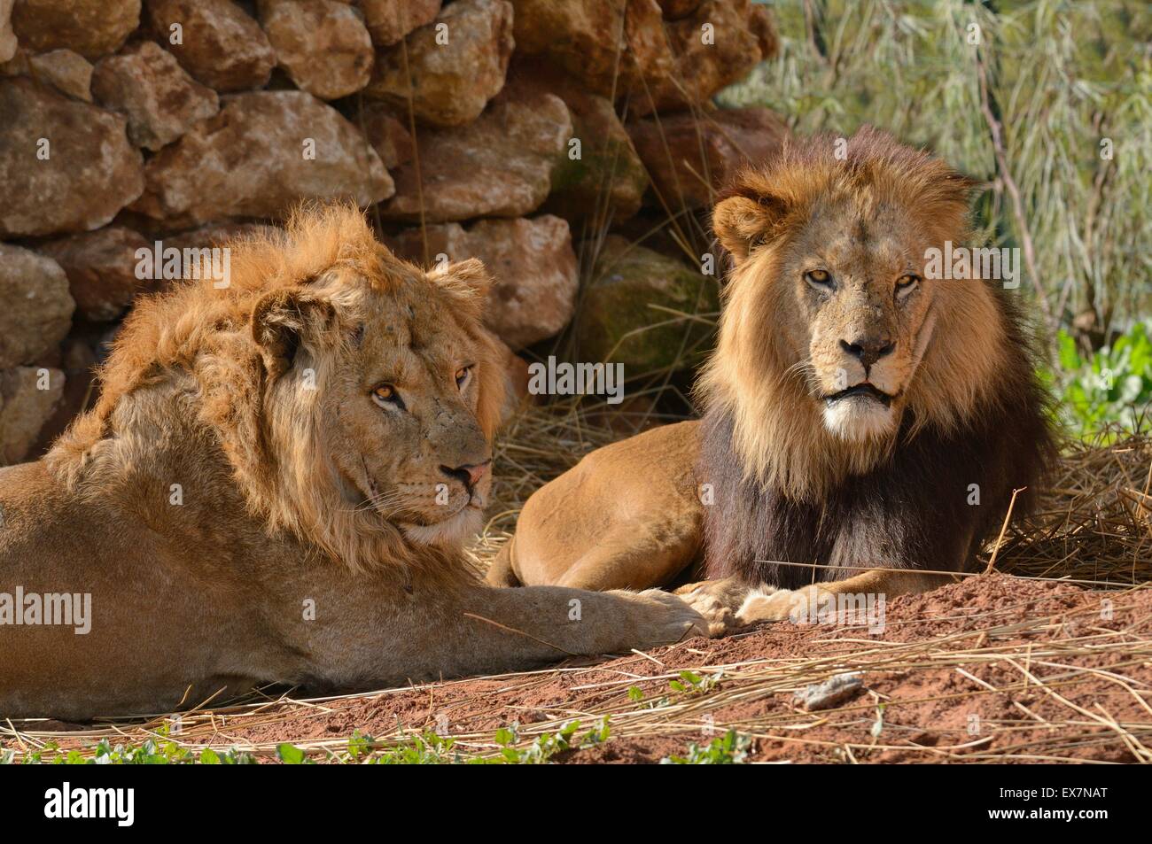 Barbary Lion, Panthera leo, Rabat Zoo, Morocco, male Stock Photo Alamy