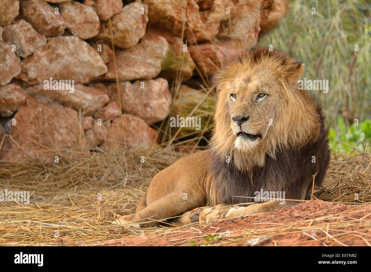 Barbary Lion, Panthera leo, Rabat Zoo, Morocco, male Stock Photo Alamy