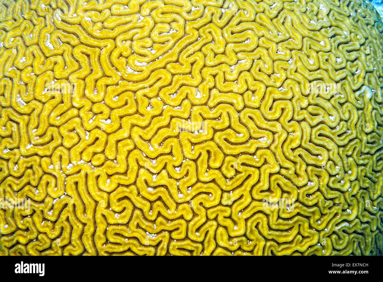 Close up of a Grooved Brain Coral at the Lake's site in Bonaire Stock