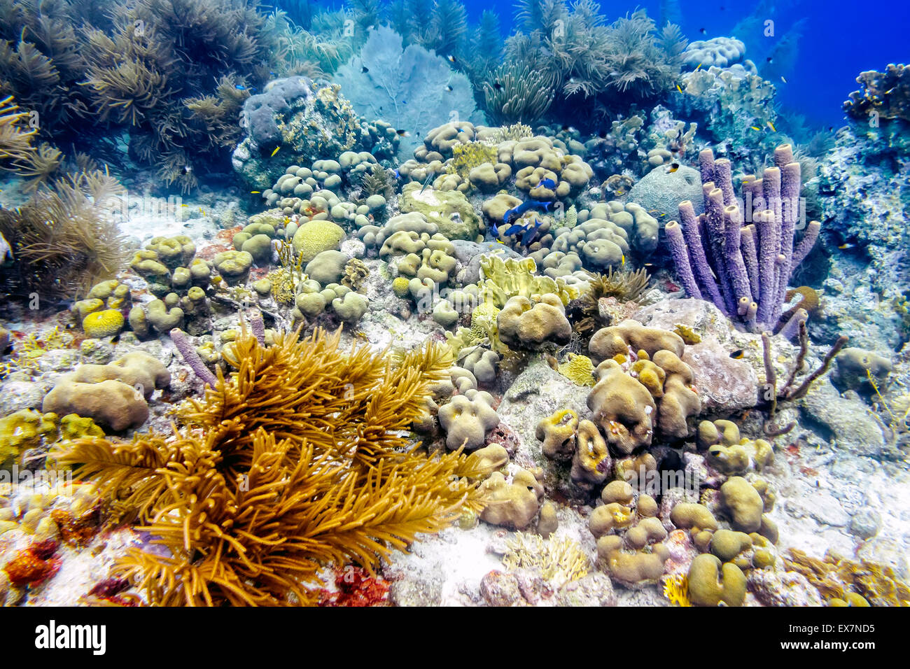 Harmonious Ecosystem of Corals and Sponges with Sea Rods, Brain Corals
