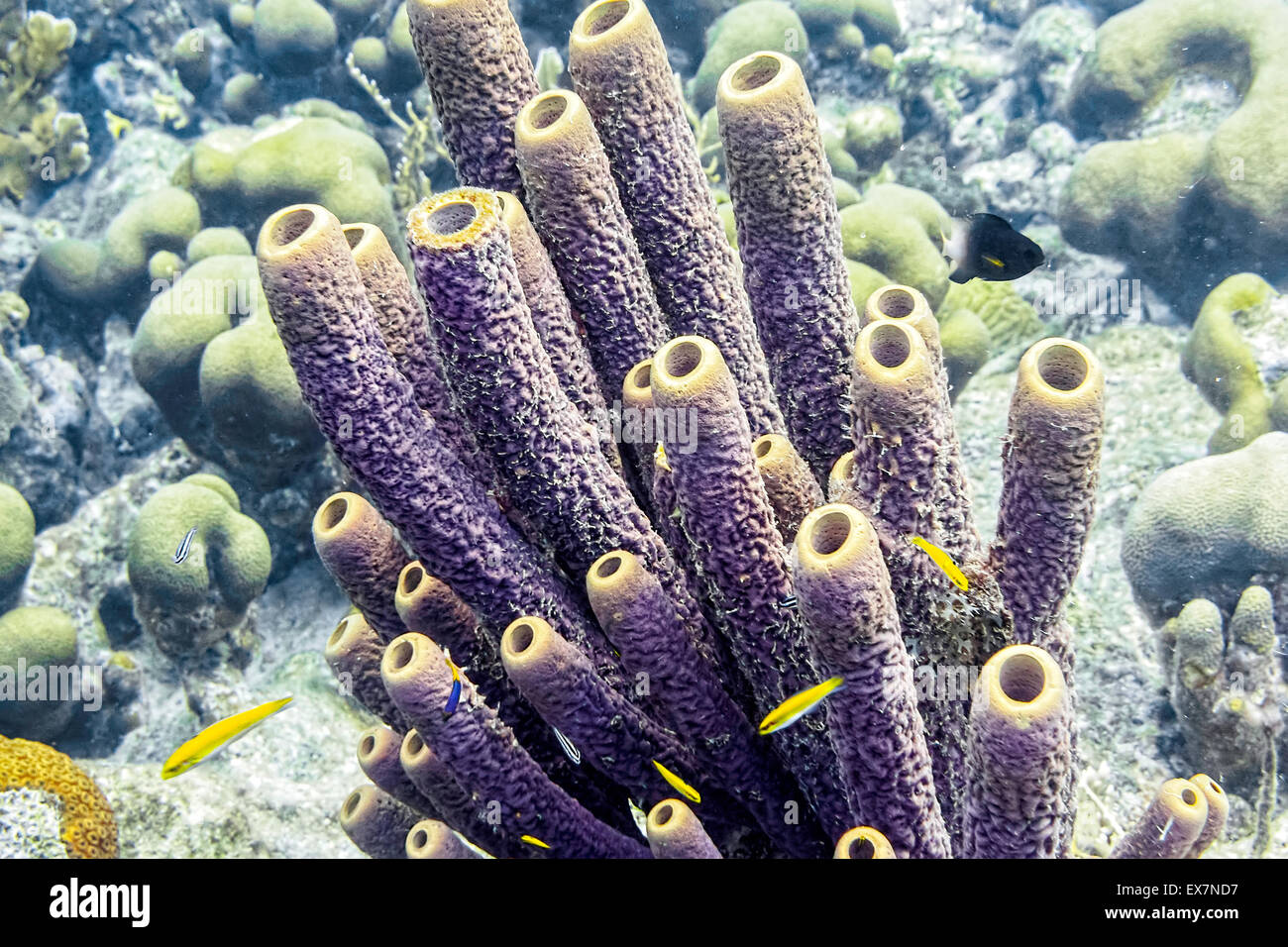 Stovepipe Sponge surrounded by corals and juveniles bluehead wrasses at the Sharon's Serenity site in Klein Bonaire, Bonaire Stock Photo