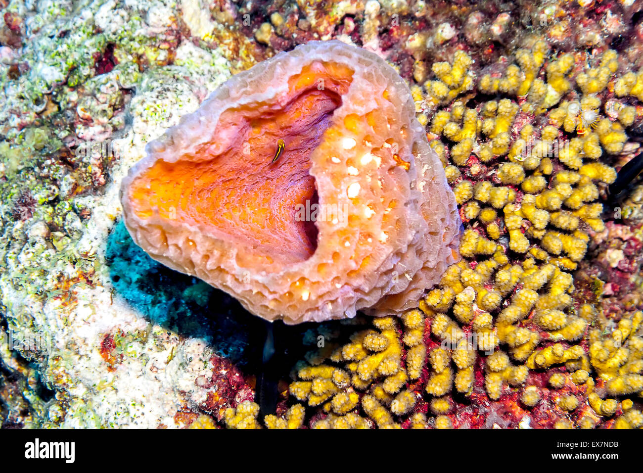 Pink Vase Sponge and Colin's Cleaning Goby at the Sara's Smile site in Bonaire Stock Photo